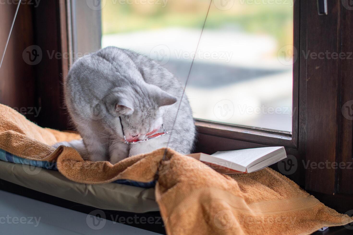 domestic gray cat in orange glasses sits in a hanging hammock on a windowsill and reads a book, photo
