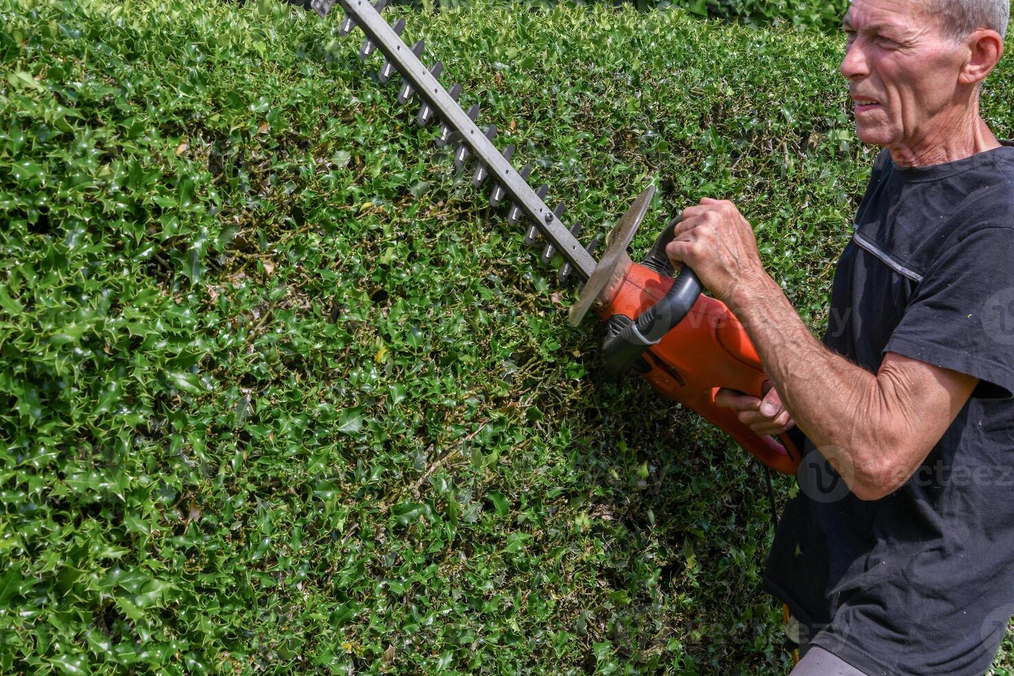 close up gardener in work clothes trimming thorny holly hedge with electric hedge trimmer in backyard garden enjoying work on warm sunny day, side view, photo