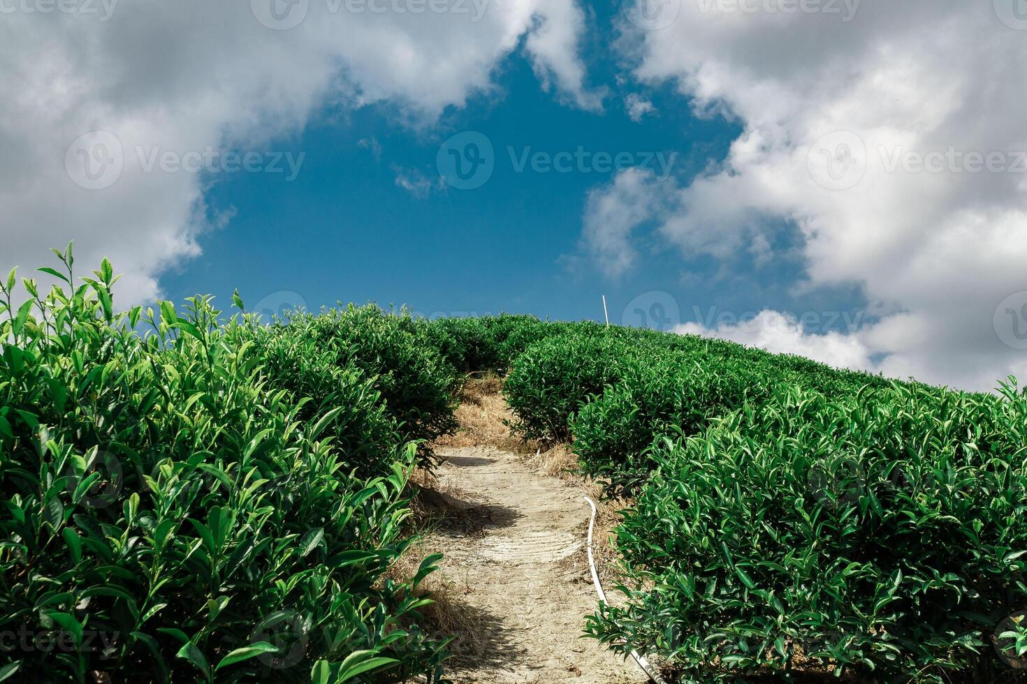 A Beautiful Scenic Pathway meandering through Lush Greenery under a Bright Blue Sky photo