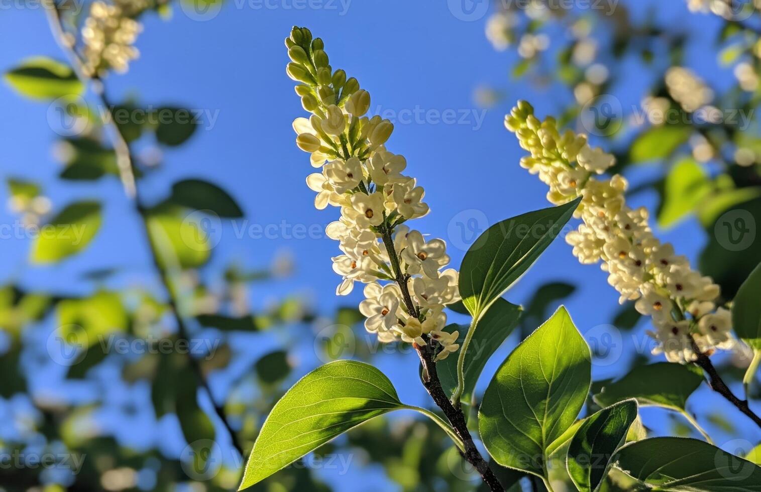 A close up of some white flowers on a tree photo