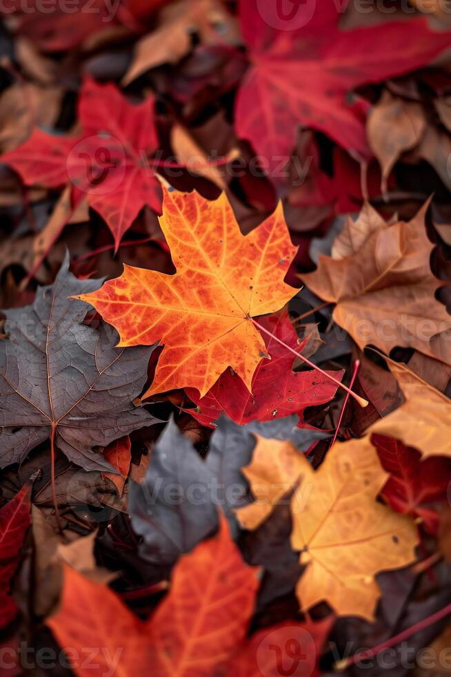 autumn leaves background photo