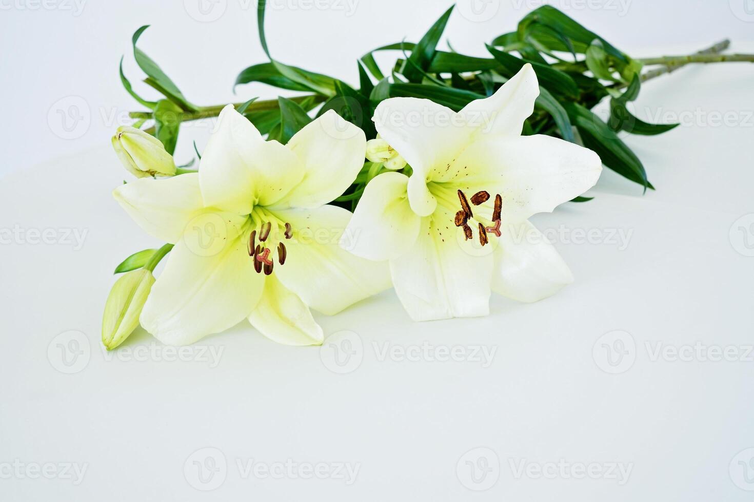Bunch of fresh white lily on the white background photo