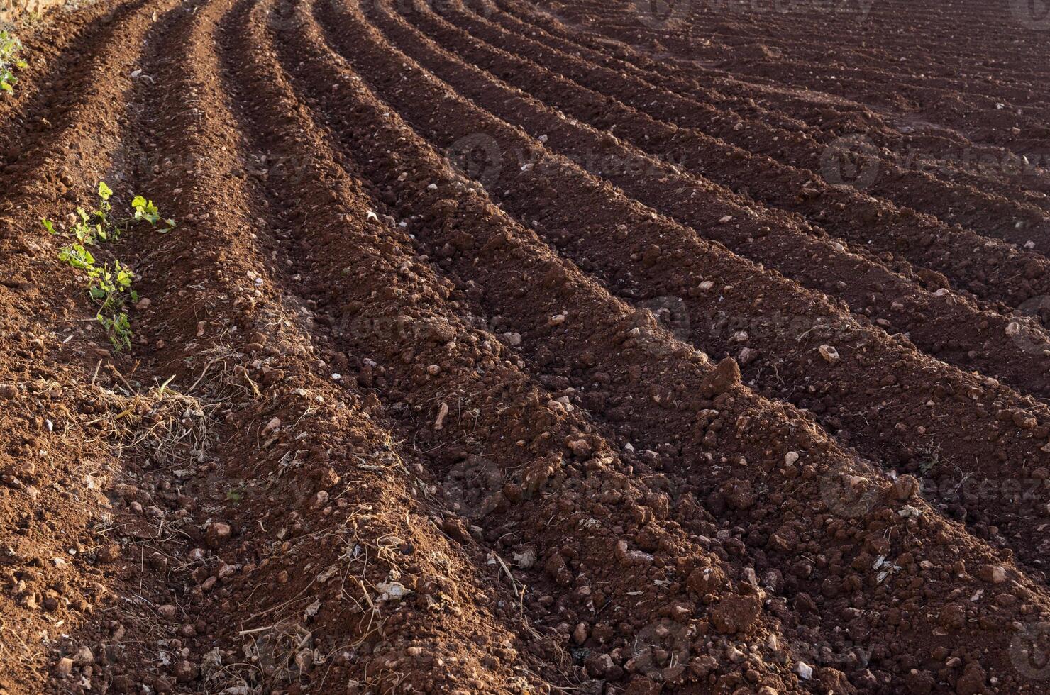 View of the plowed land. Furrows from the plow. Agriculture photo