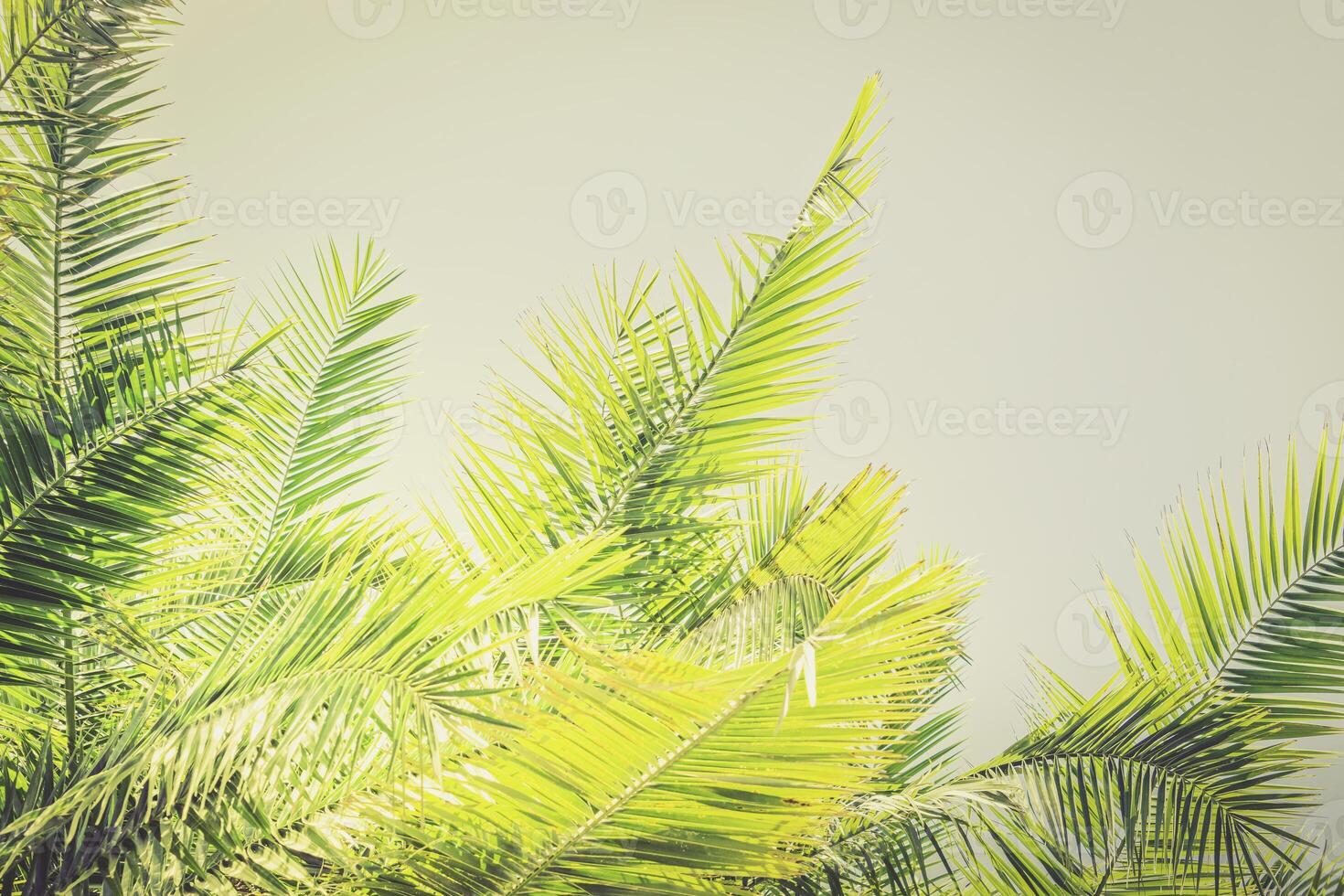 Toned sunlight Palm leaves background with copy space. Palm Sunday mockup photo