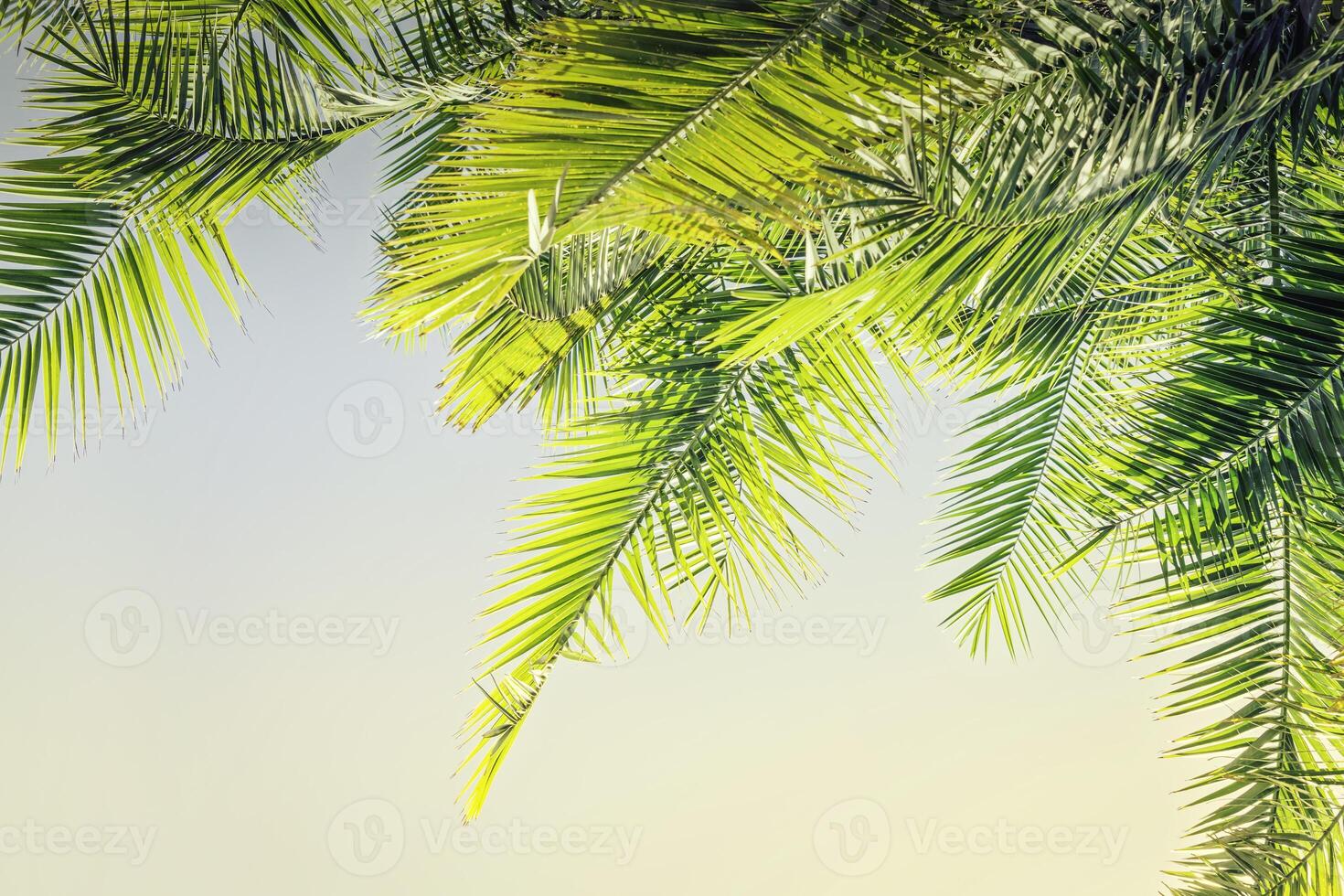 Toned sunlight Palm leaves background with copy space. Sunday mockup photo