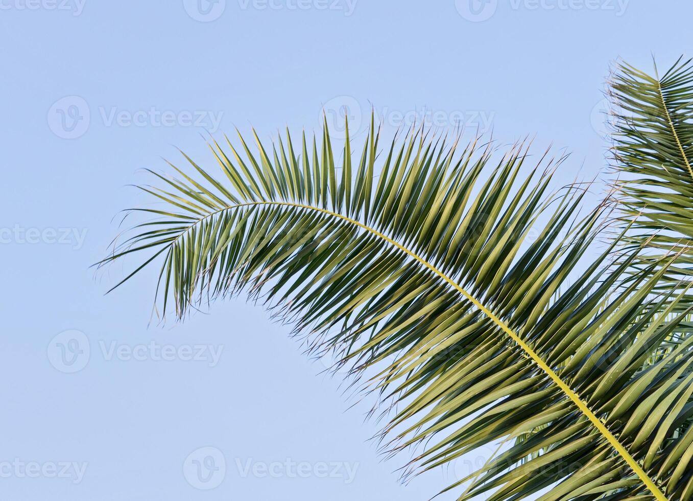 Palm sunday. Palm leaf against blue sky with copy space photo