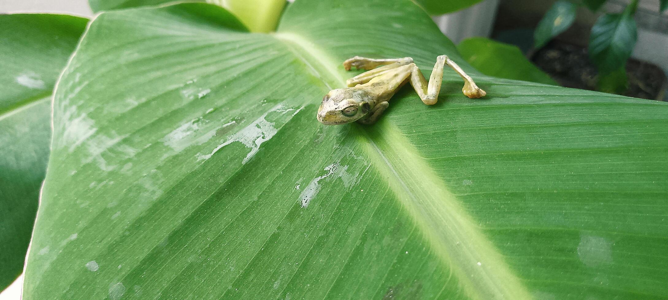 dead frog on a leaf photo