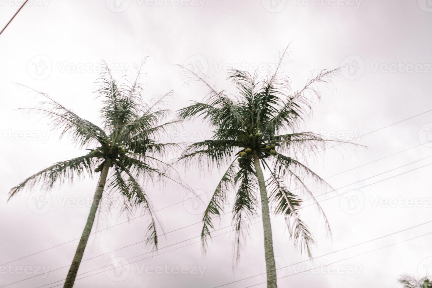 Palm Trees Cloudy Sky so nice s photo