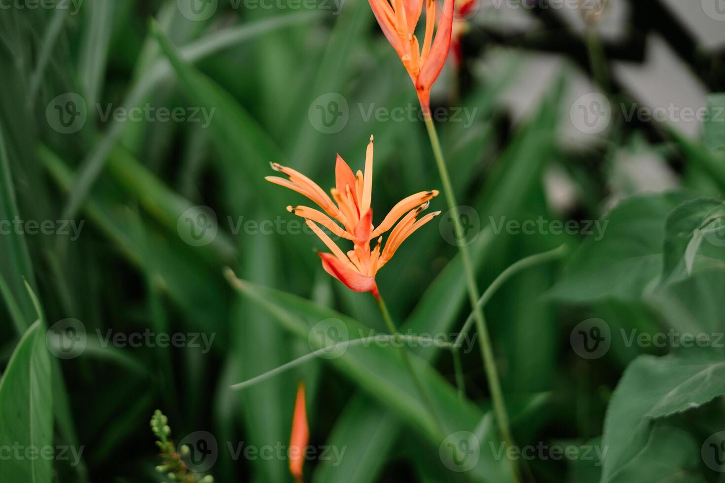 Close-up of a vibrant orange Heliconia flower, also known as lobster-claw so nice photo