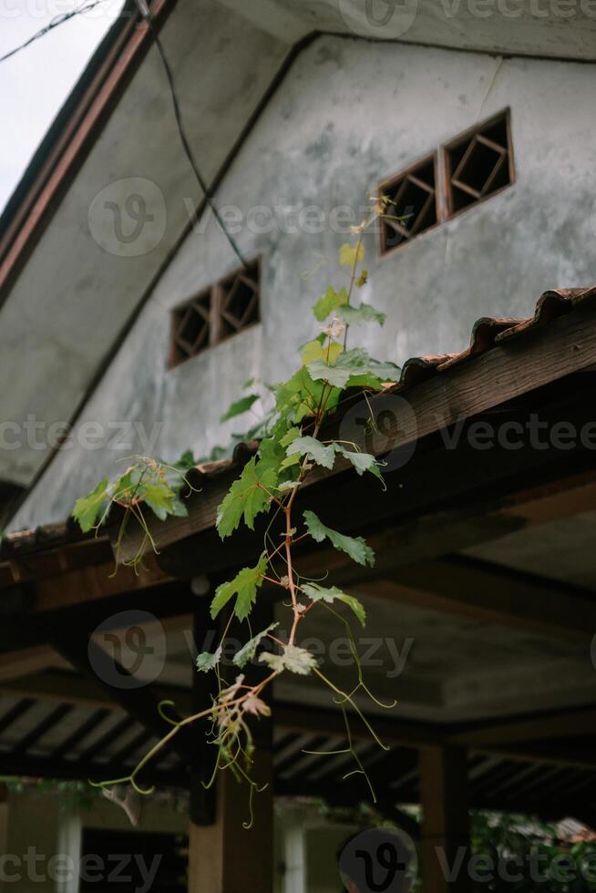 Grapevine Tendrils so nice s photo