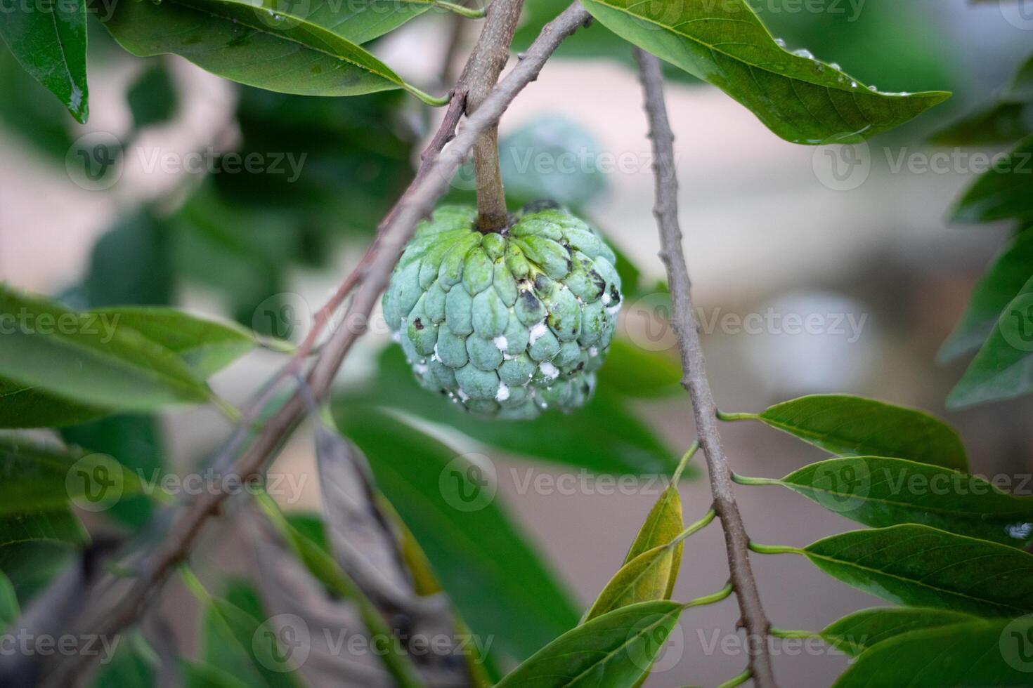 Unripe Sugar Apple so nice s photo