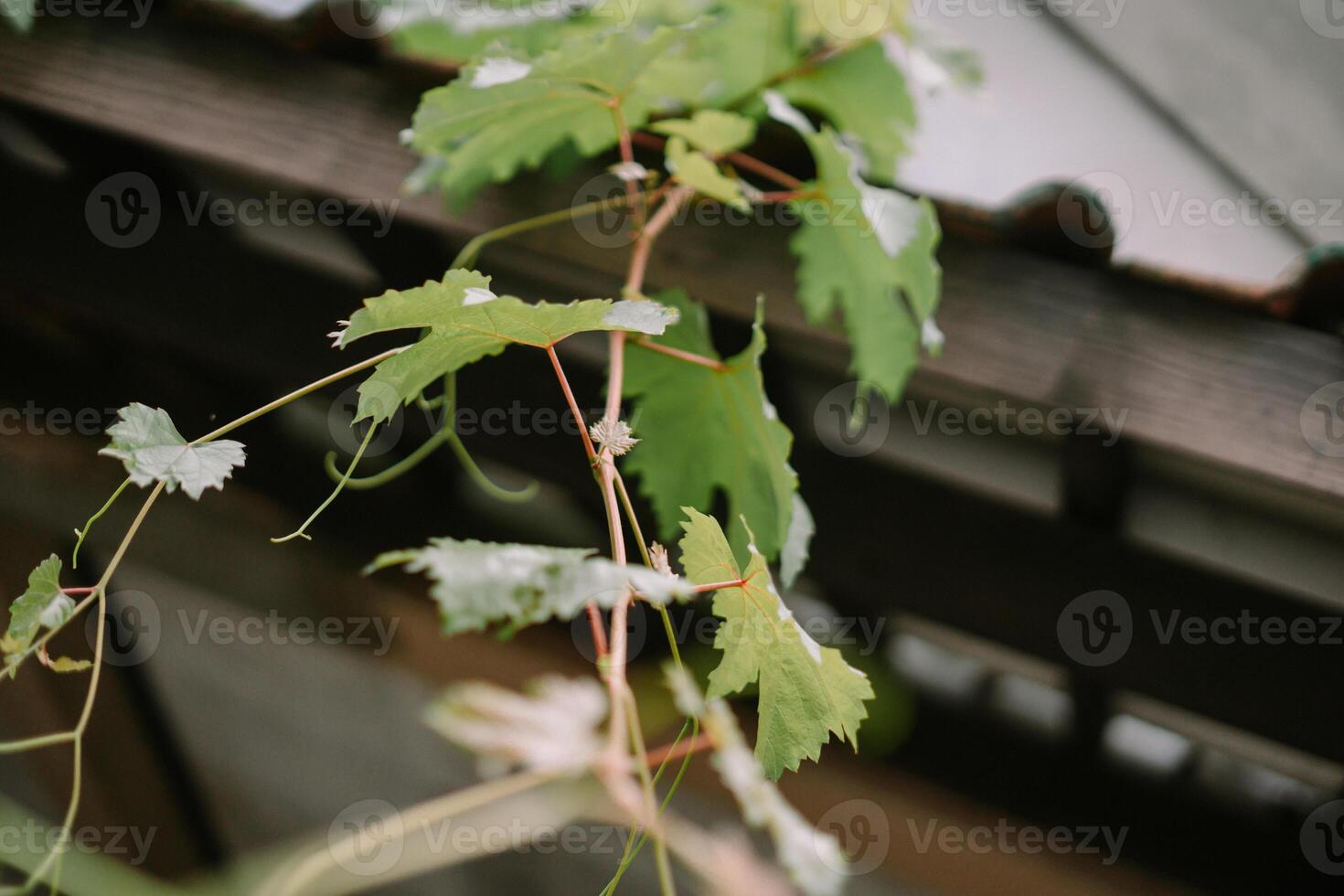Grapevine Tendrils so nice ss photo