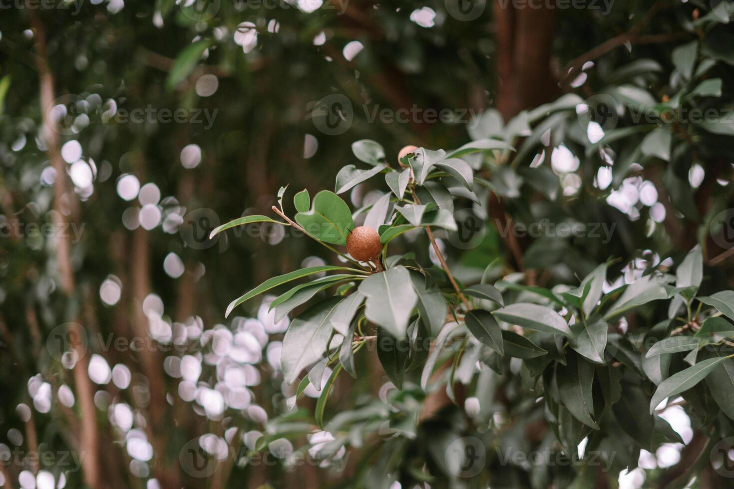 Sapodilla on Branch so nice photo