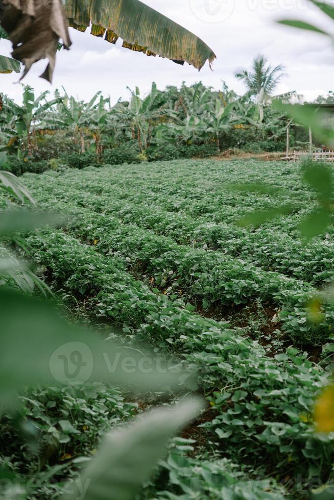 Lush Green Crop Field SO NIce photo