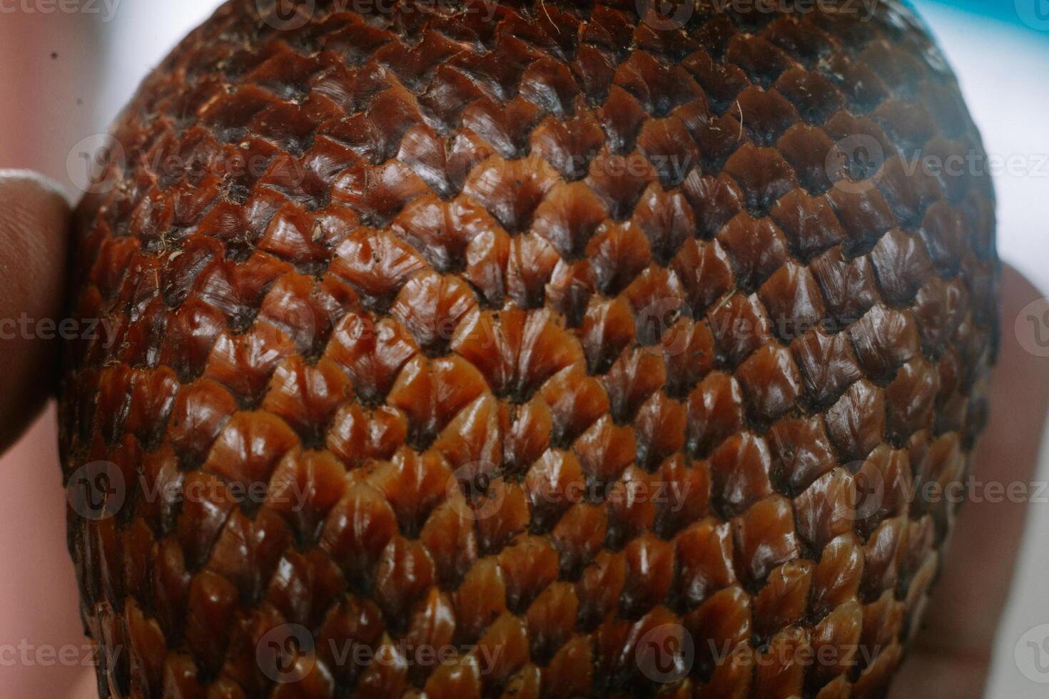Detailed texture of the scaly brown skin of a salak fruit, so nices photo