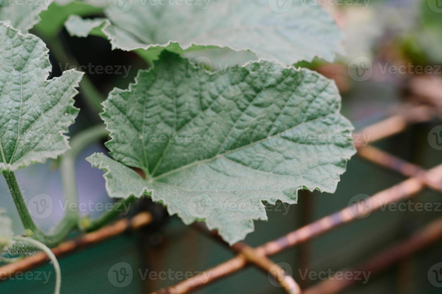 Dew-Kissed Cucumber Leaf so nice s photo