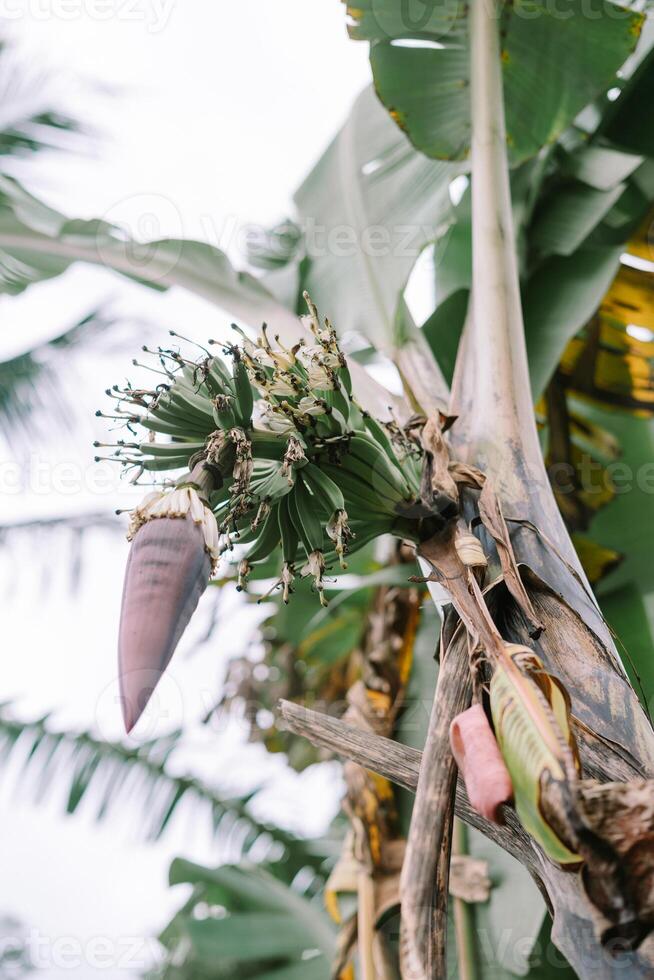 Banana Tree Blossom photo