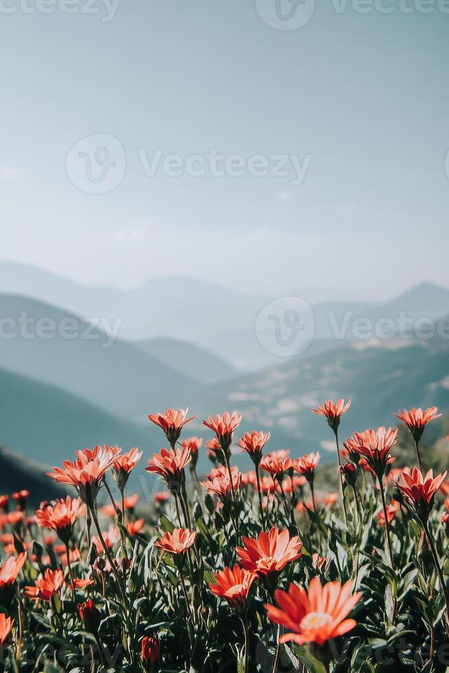 red flowers against the background of mountains photo