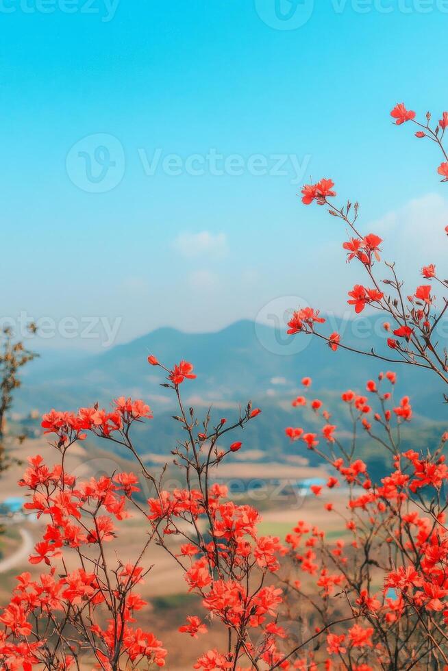 beautiful red flowers close-up against mountains photo