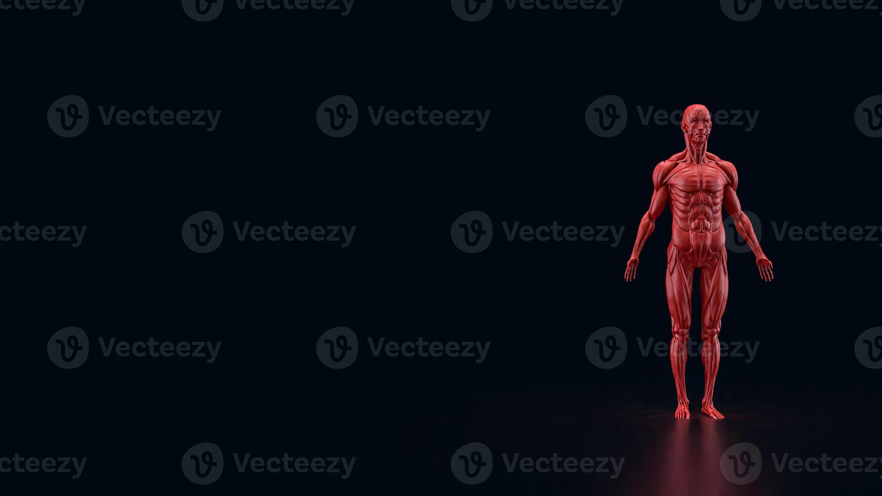 The Human anatomy for medical or education concept 3d rendering. photo