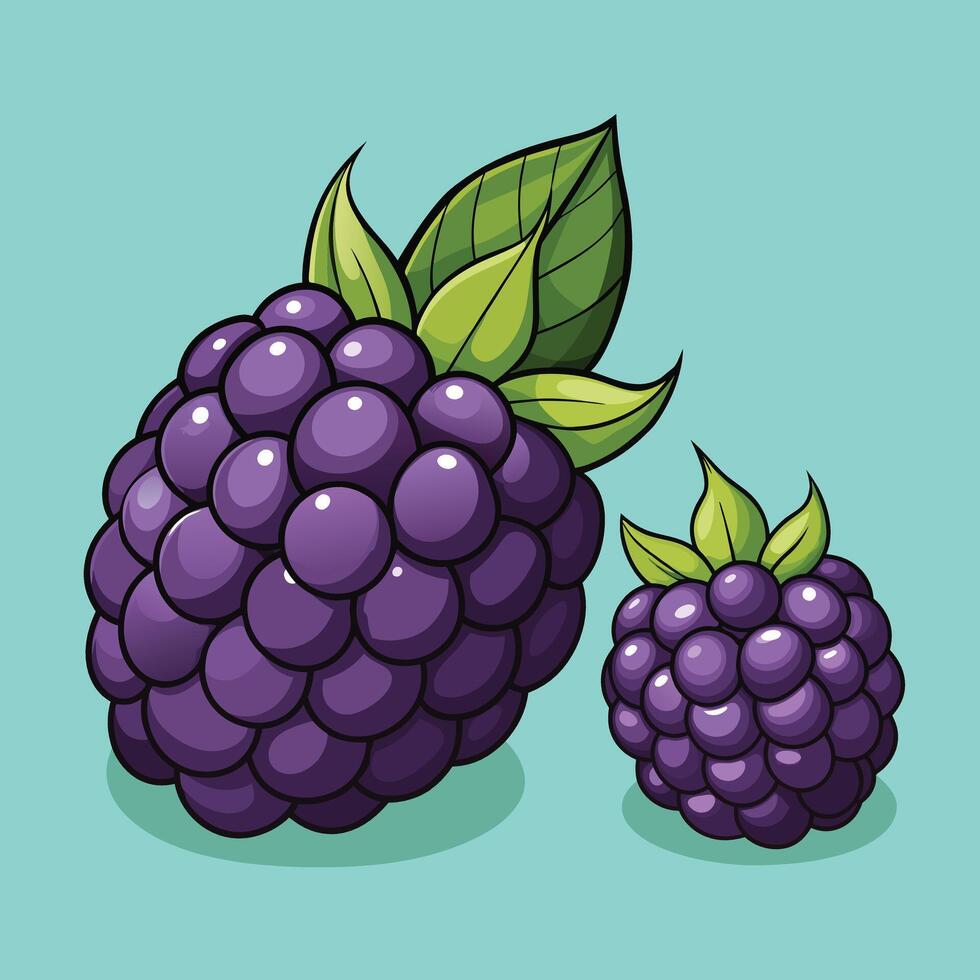 Blackberry fruit illustration vector