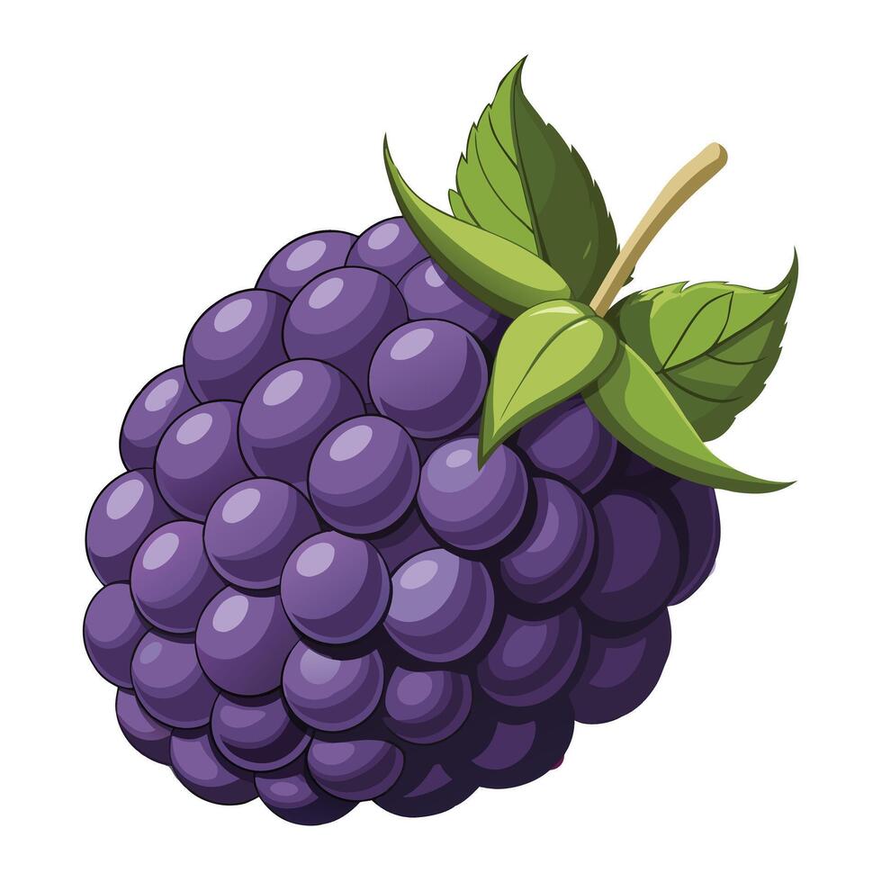 Bright juicy blackberry vector