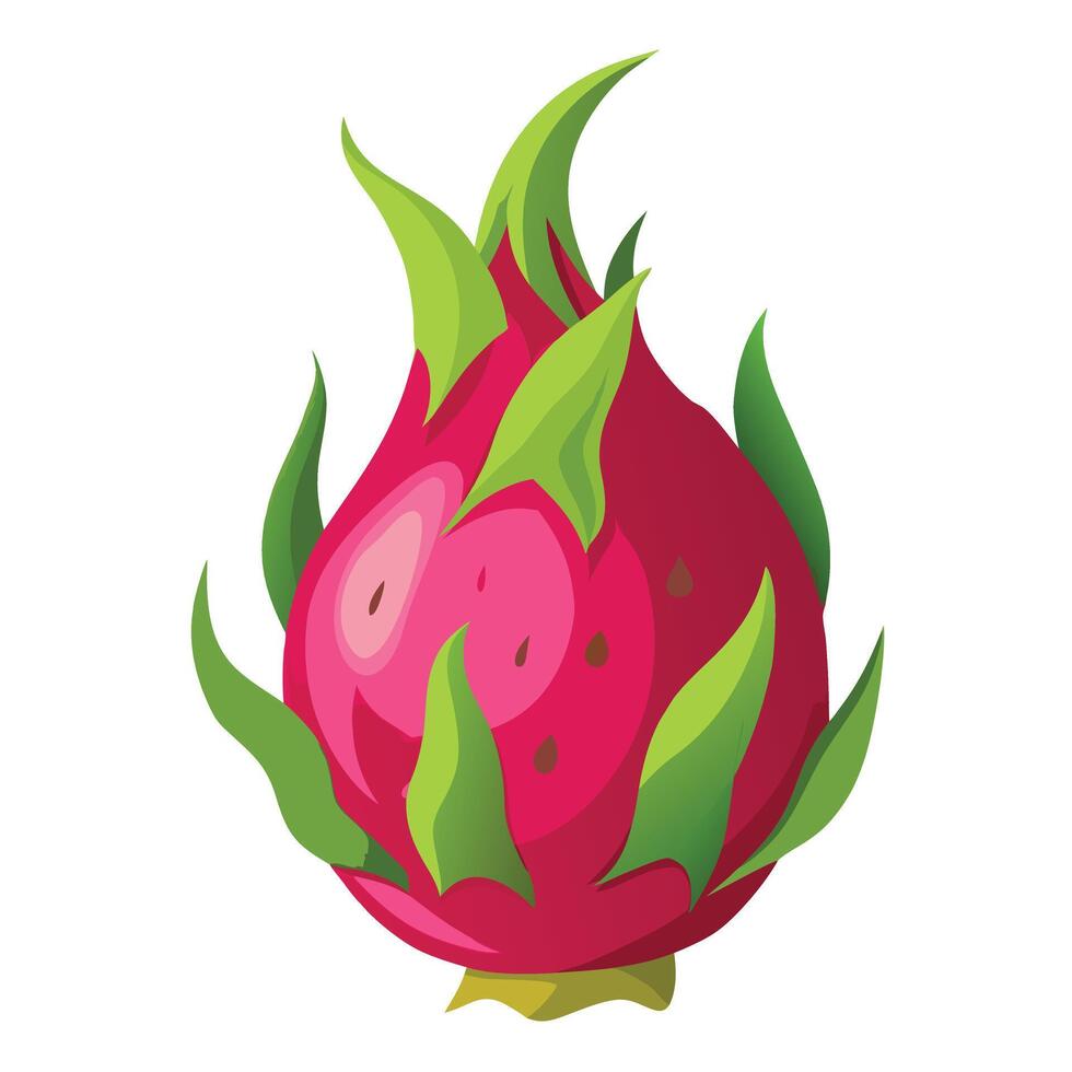 Dragon fruit illustration vector