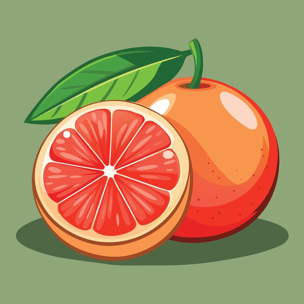 Grapefruit art illustration 4 vector