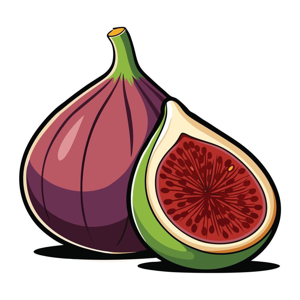 Fresh Figs fruit illustrations vector