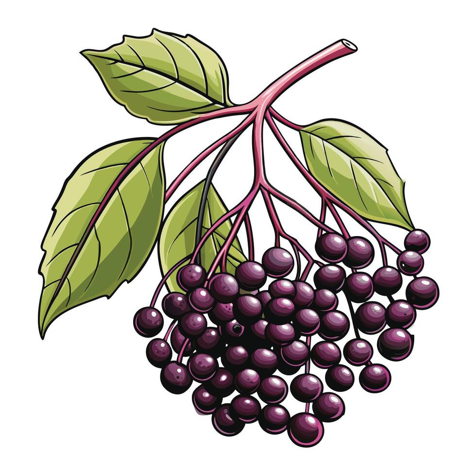 Flat design aronia illustration vector