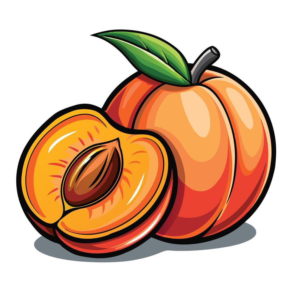 Apricot on white background Whole apricot and half apricot illustration vector