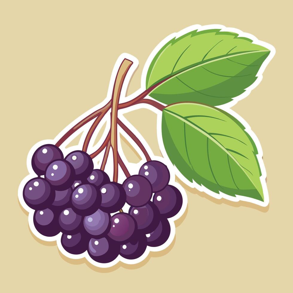 Hand drawn aronia illustration vector