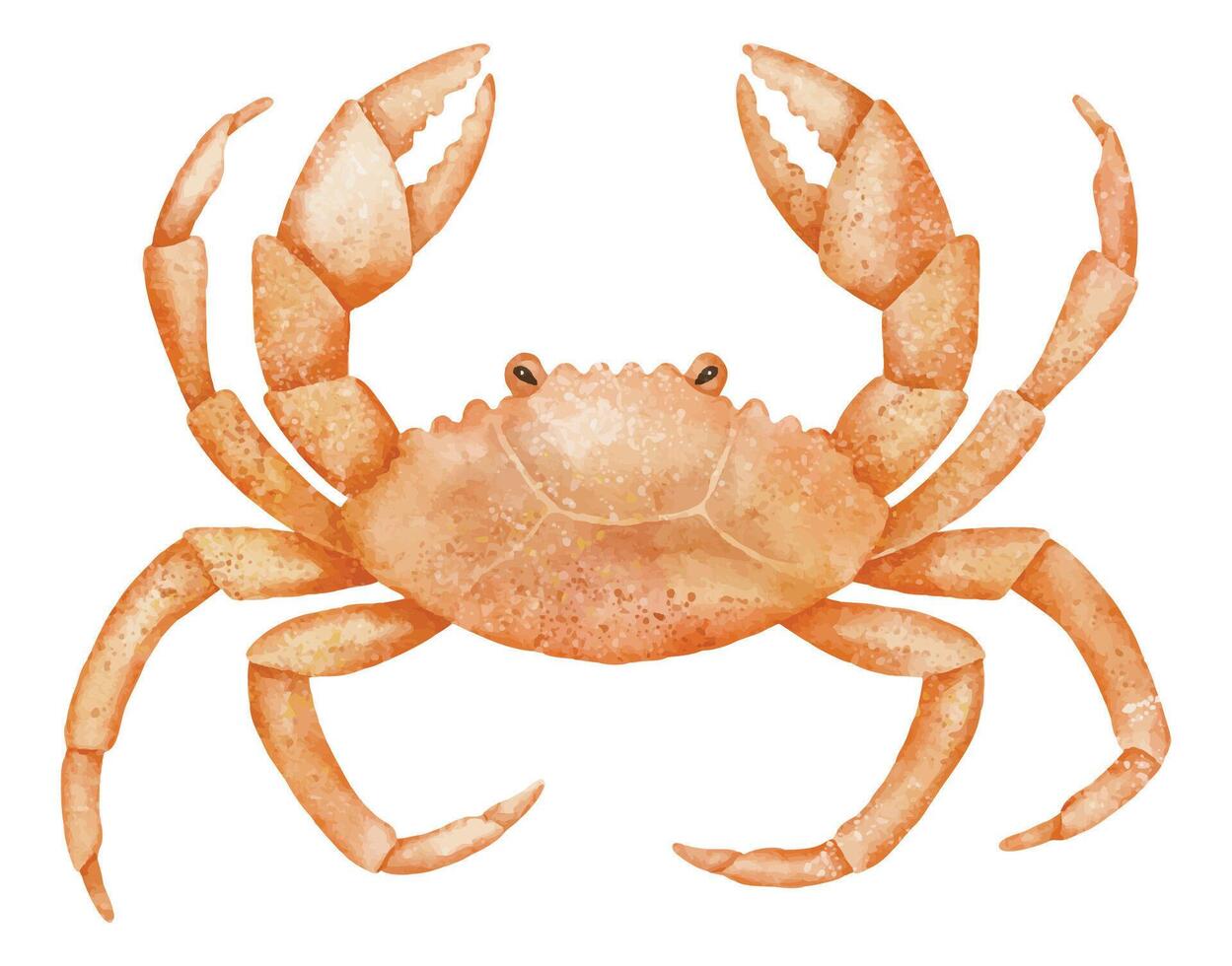 Watercolor Crab illustration. Drawing of marine crustacean in orange tones for invitations or greeting cards in nautical style. Art of sea animal for childish design on isolated background. vector
