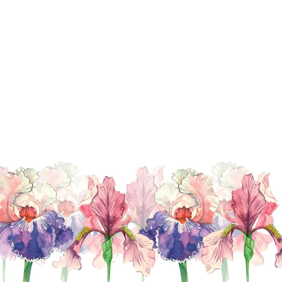 Irises of pink and purple flowers hand painted with watercolor and isolated on white background. Border of flowers, irises. Suitable for printing on fabric, paper, textiles and invitations, cards vector