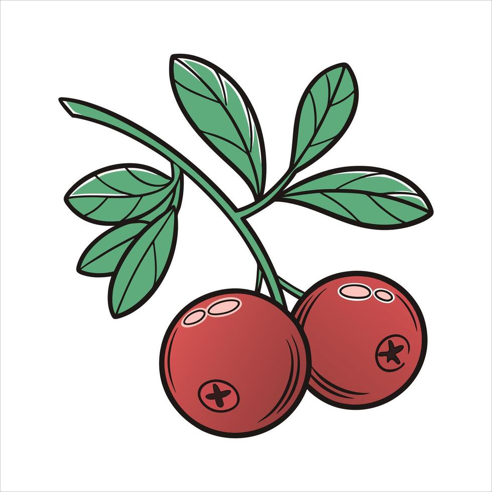 Cranberry fruit art illustration vector