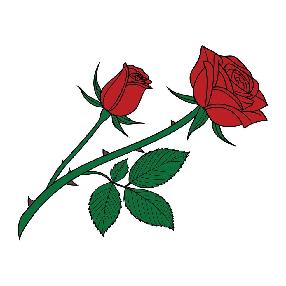 red rose illustration vector
