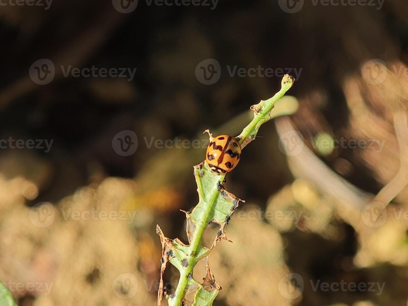 Ladybug on Damaged Leaf in Natural Environment photo