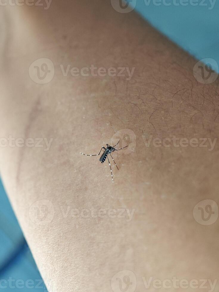 Aedes Mosquito on Human Skin Close-up photo
