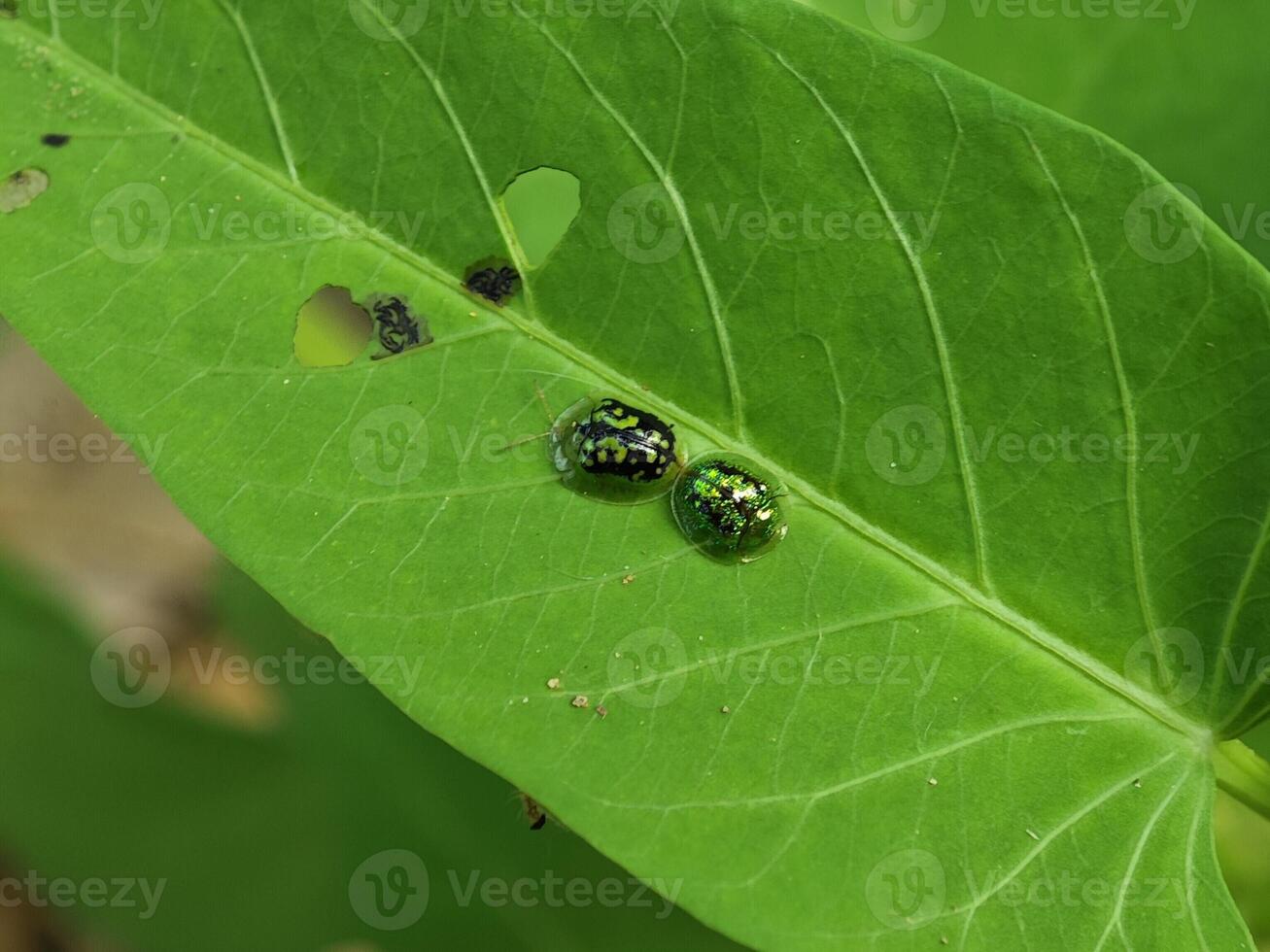 Two Tortoise Beetles on a Green Leaf photo