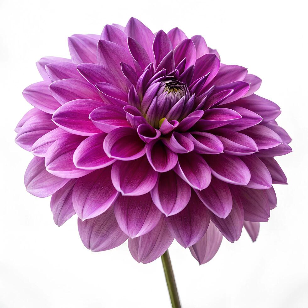pink dahlia flower on white photo
