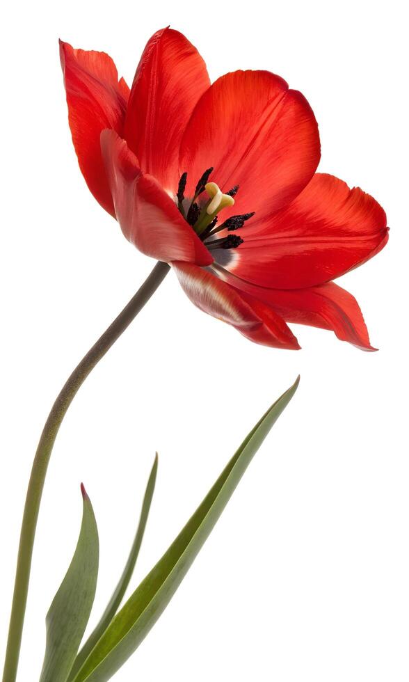 red tulip isolated on white photo