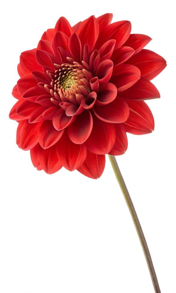 red single dahlia flower photo