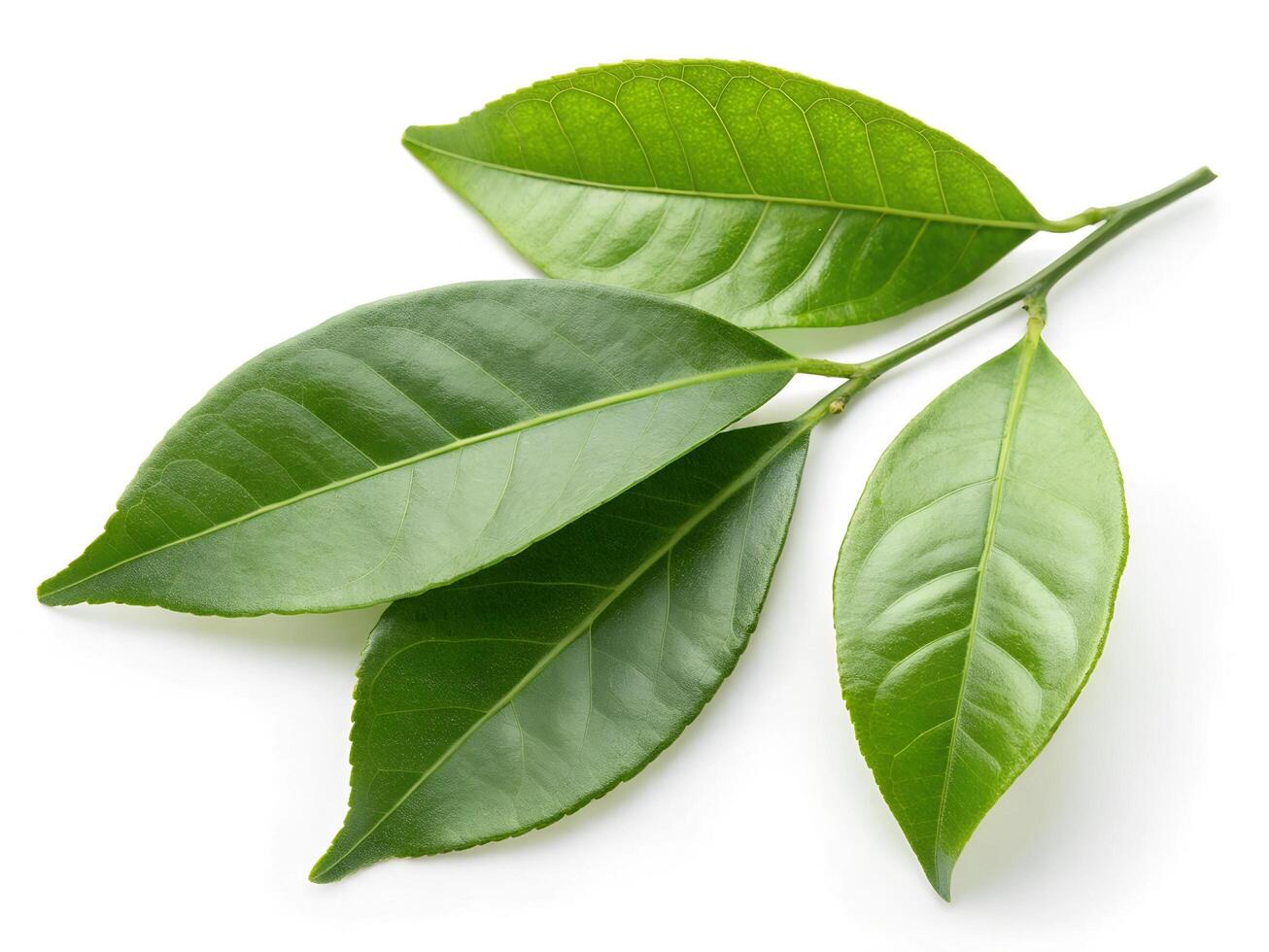 Citrus leaves with drops isolated on a white background photo