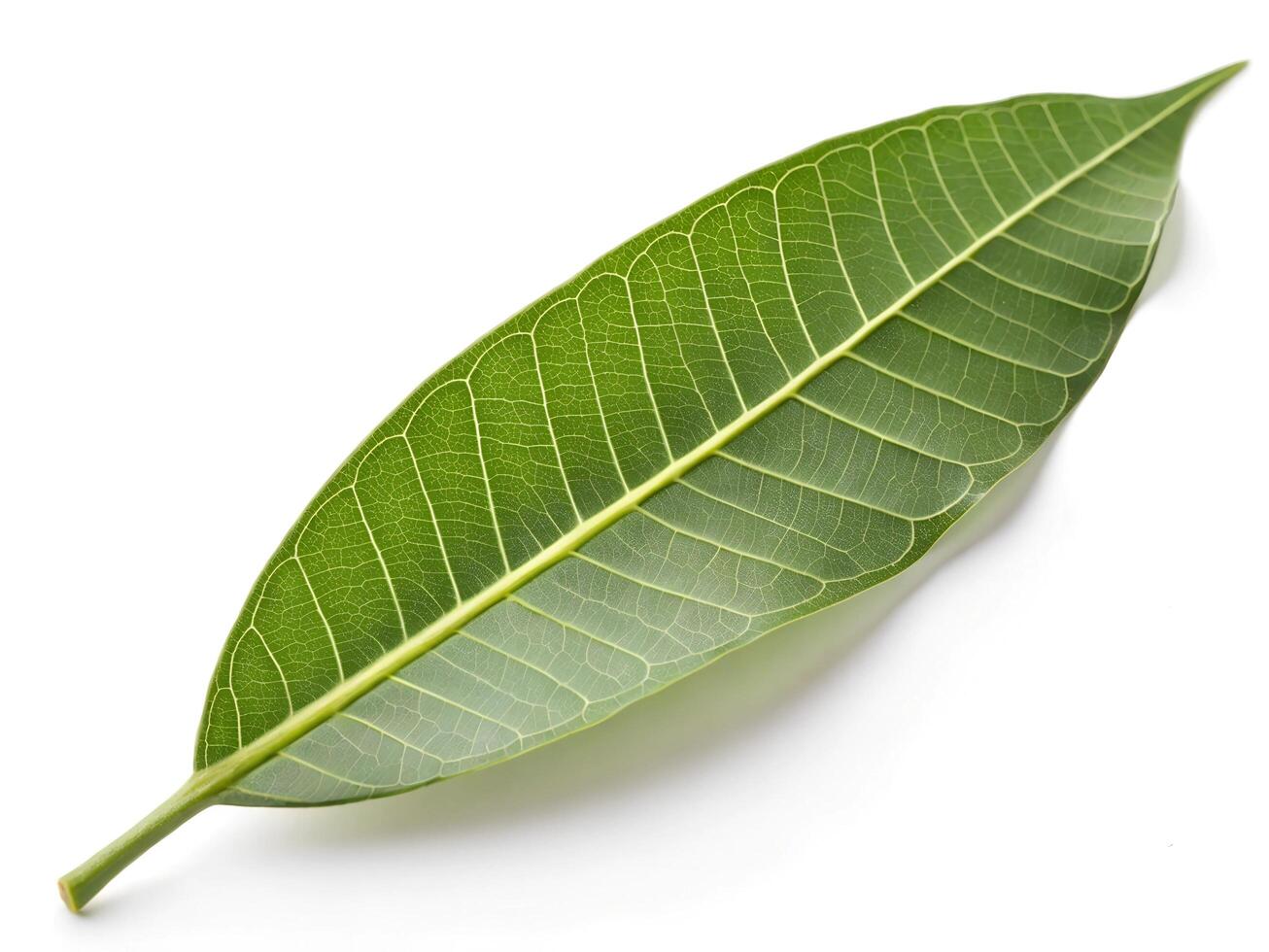 Mango leaf isolated on white background, clipping path, full depth of field photo