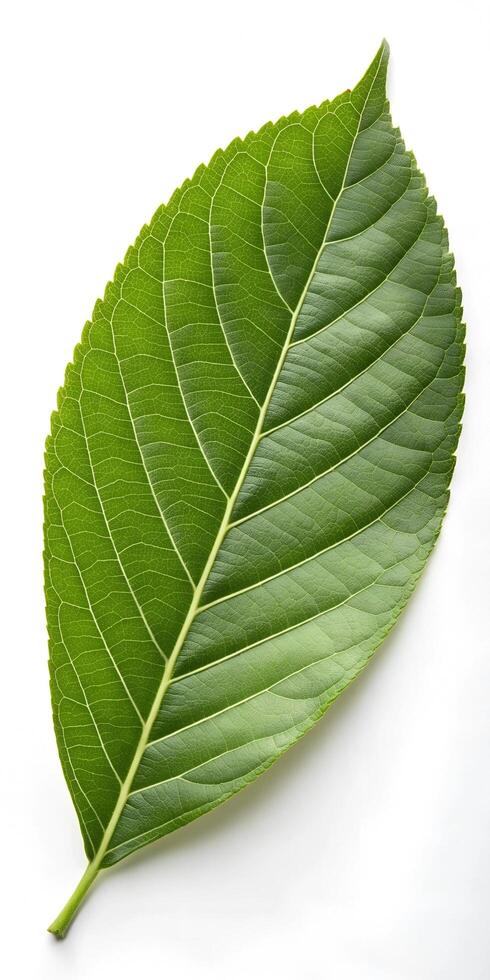 Green leaf isolated on a white background. photo