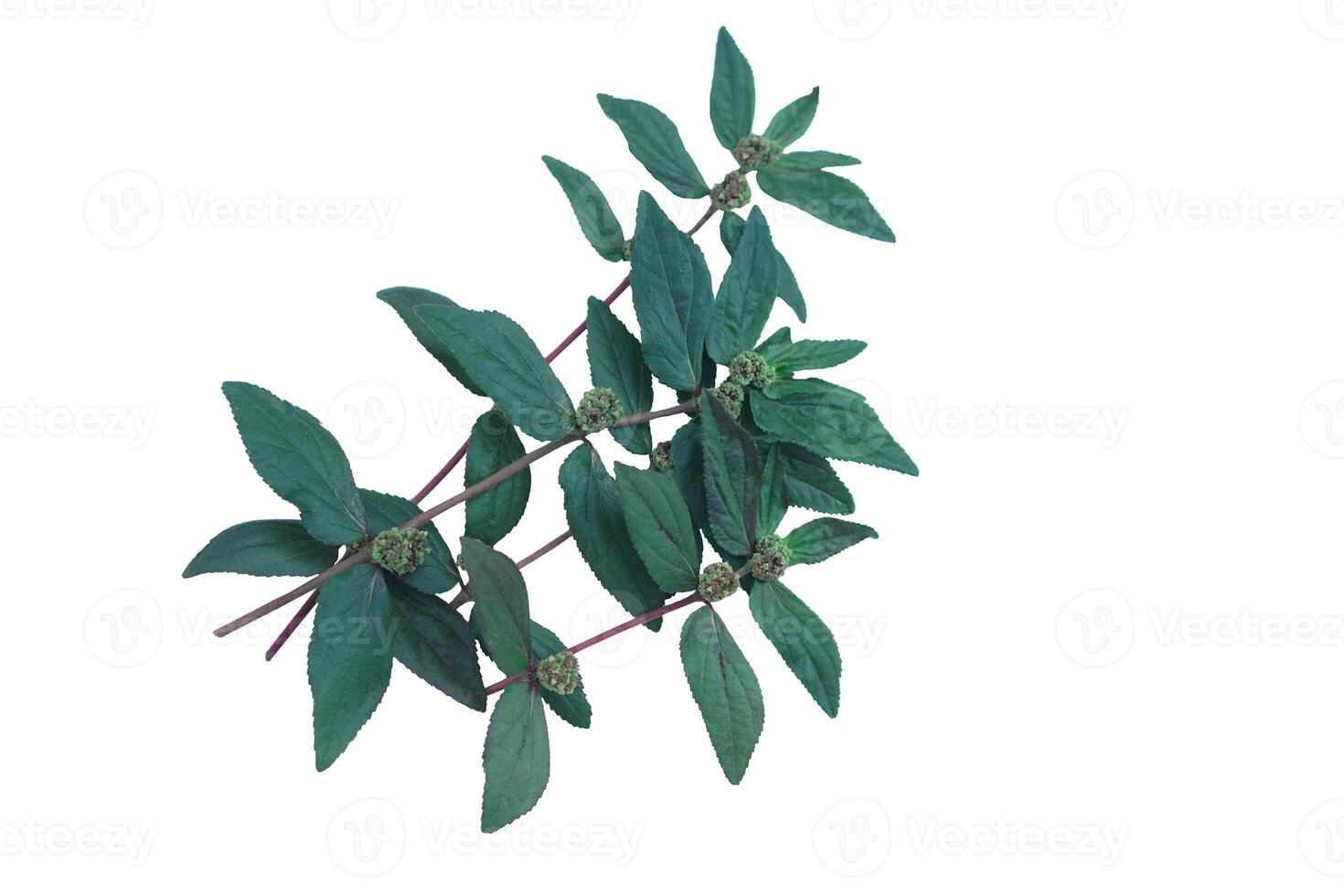 Euphorbia Hirta, asthma plant, isolated on white background. Concept, herbal weed with medicinal qualification. It has white milky latex on stems and leaves , used in traditional medicines. photo