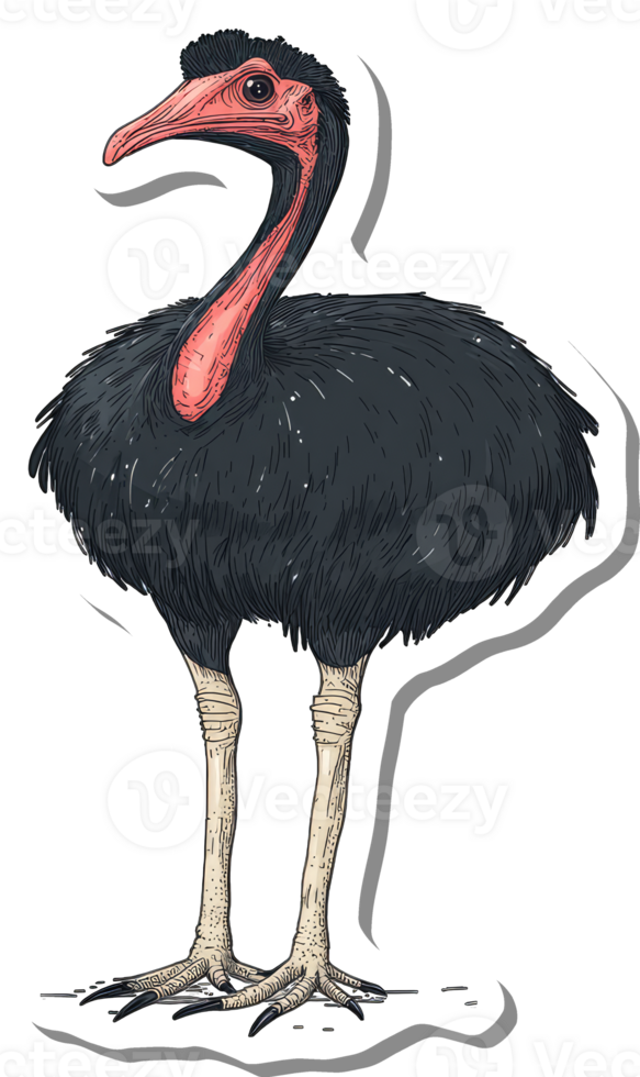 A Detailed Illustration Of A Cassowary Bird png