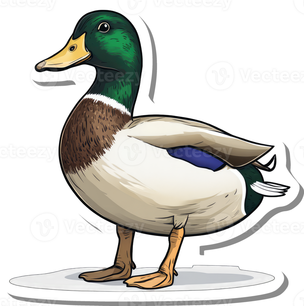 A Detailed Illustration Of A Mallard Duck png