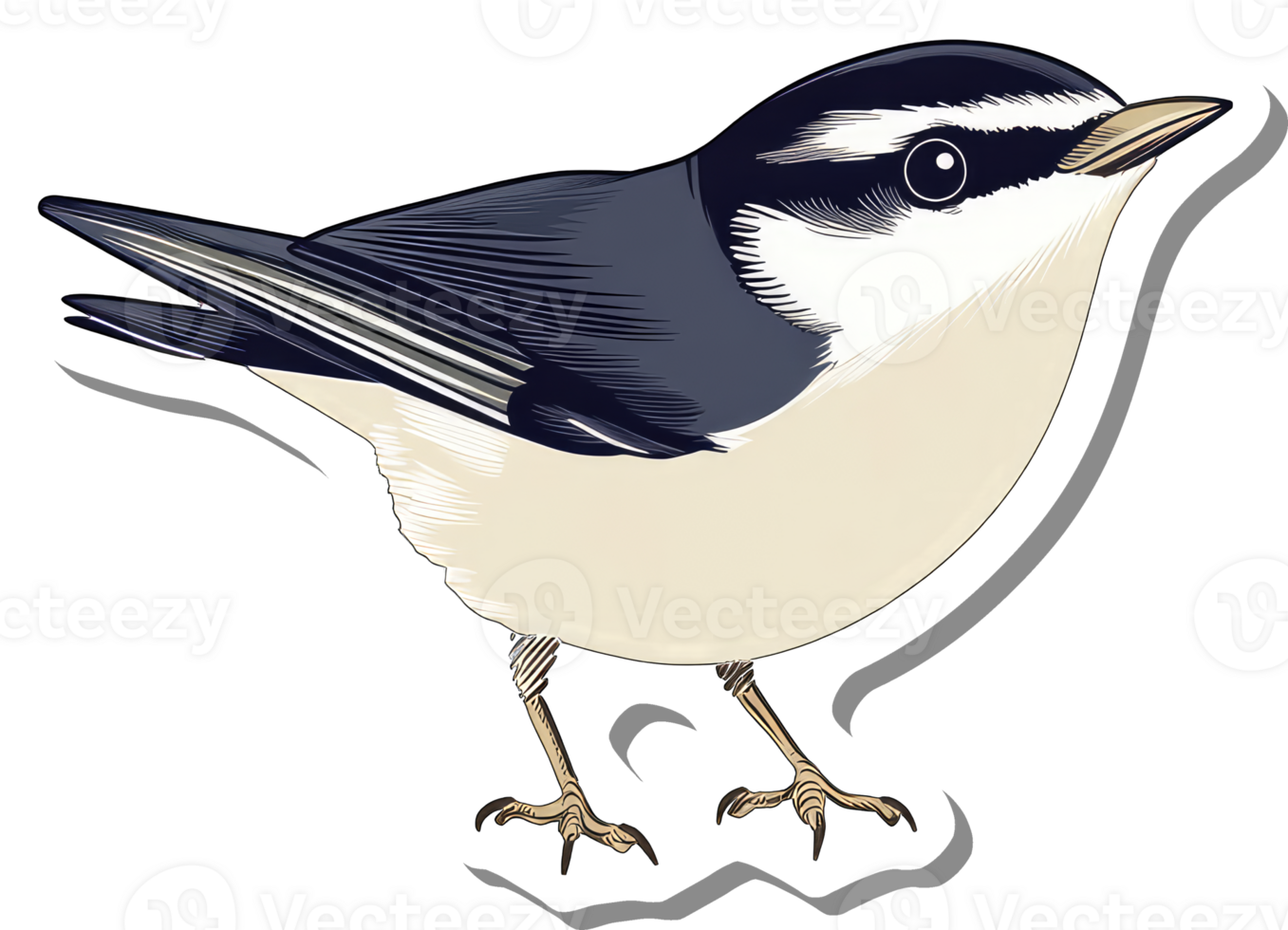 A Detailed Illustration Of A Nuthatch Bird png