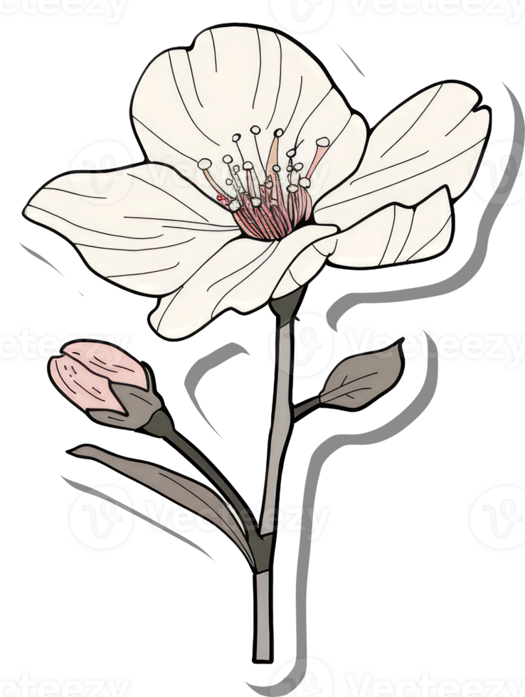 Delicate Almond Blossom Flower With Bud On Stem png